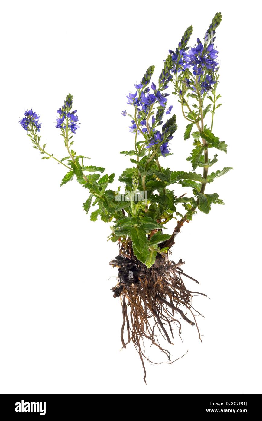 Austrian speedwell (Veronica austriaca) on white background, plant with flower and root, Germany Stock Photo