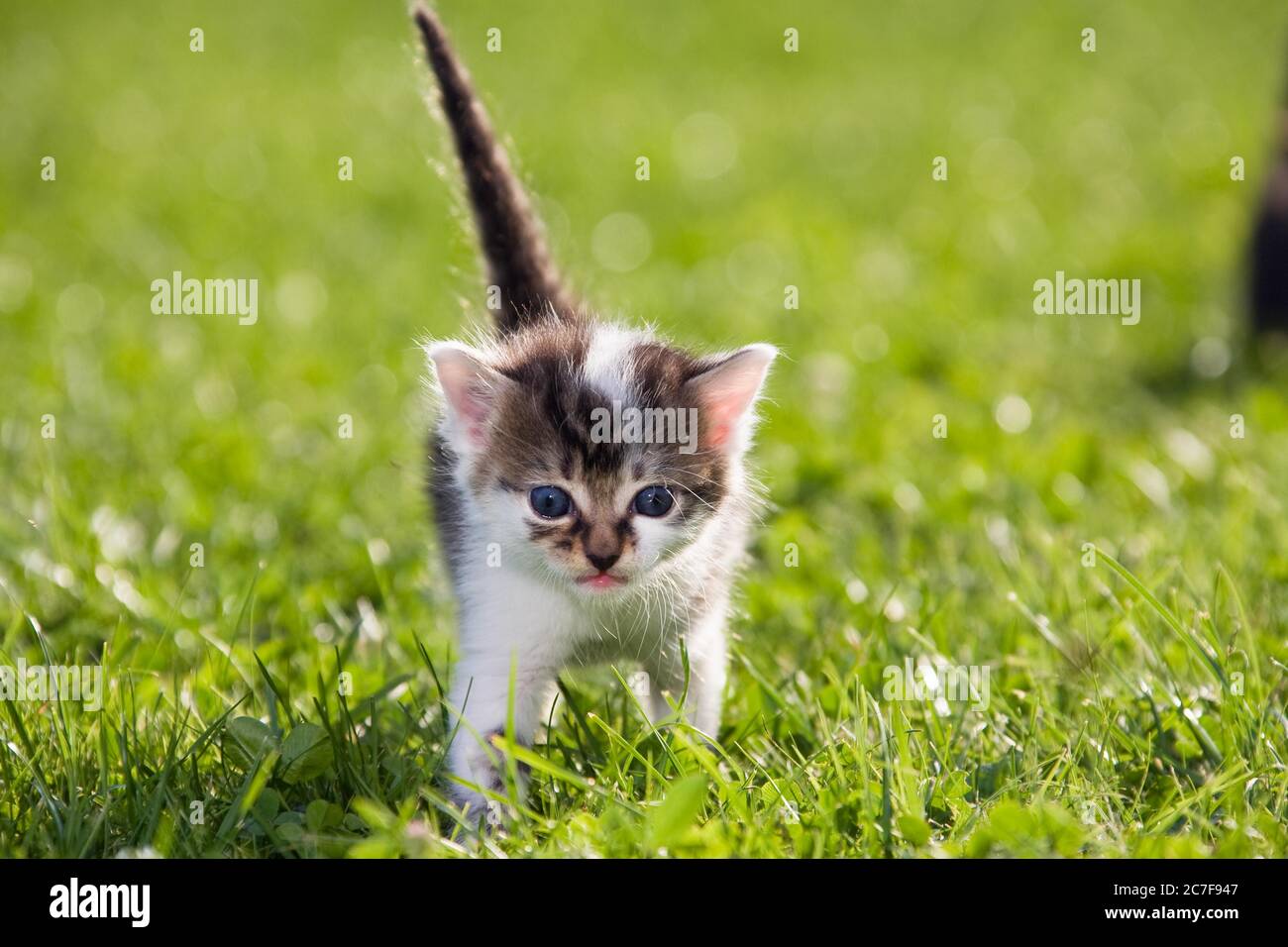 Young cat (Felis silvestris catus) running in the grass, 3 weeks, Germany Stock Photo