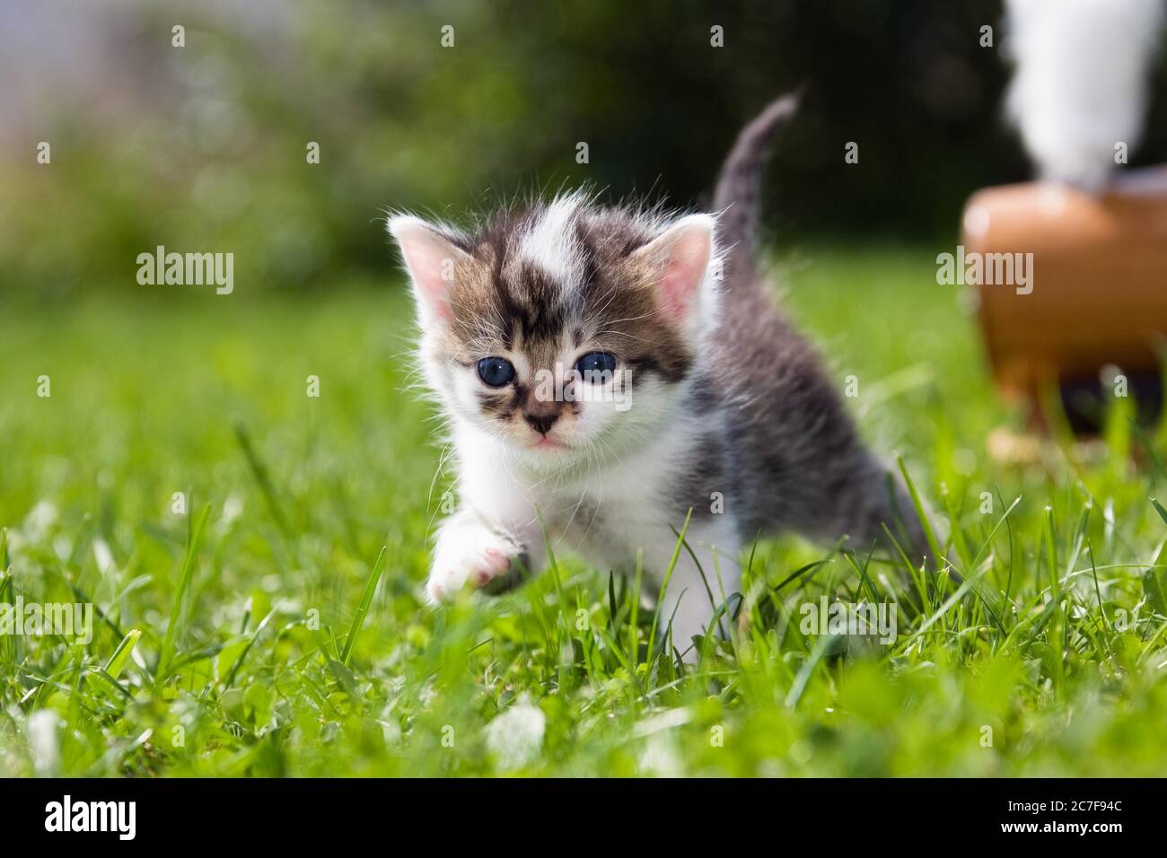 Young cat (Felis silvestris catus) running in the grass, 3 weeks, Germany Stock Photo