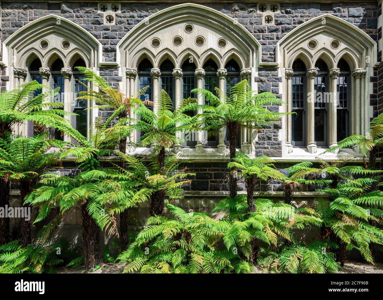 Old neo-Gothic main building, University of Otago, with tree ferns (Cyatheales), Dunedin, Otago region, New Zealand Stock Photo