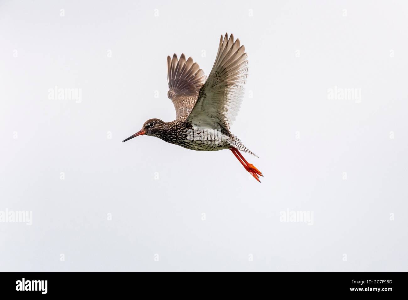 Common redshank (Tringa totanus) in flight, Eidersperrwerk, Toenning, Schleswig-Holstein, Germany Stock Photo