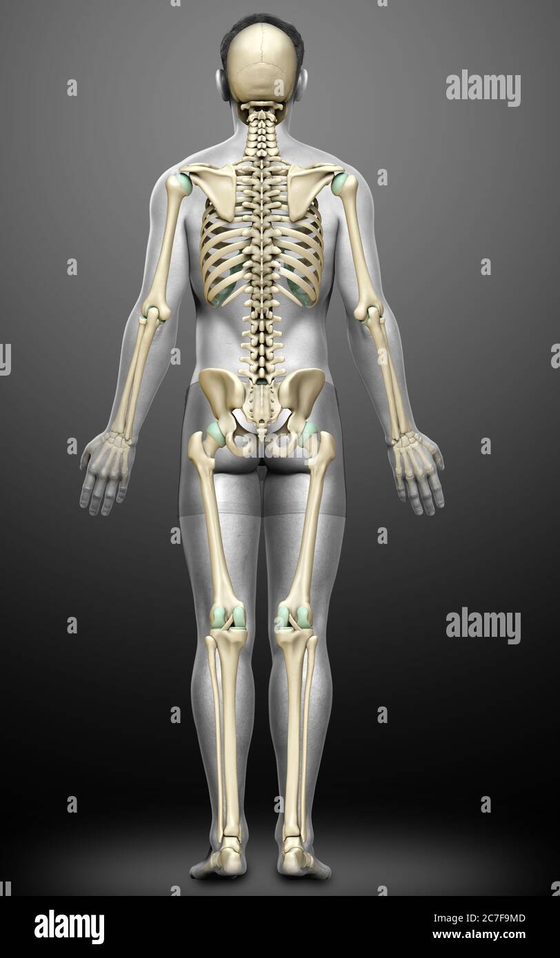 3d rendered, medically accurate illustration of a male skeleton system ...