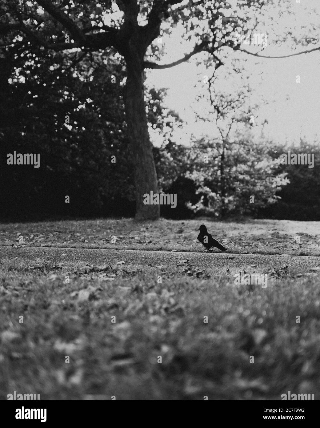 Greyscale shot of a lonely bird in a grassy field near a blossomed tree Stock Photo