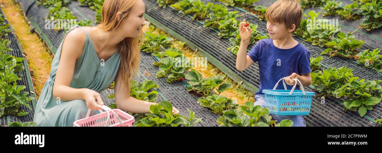 Mother and son toddler boy on organic strawberry farm in summer ...