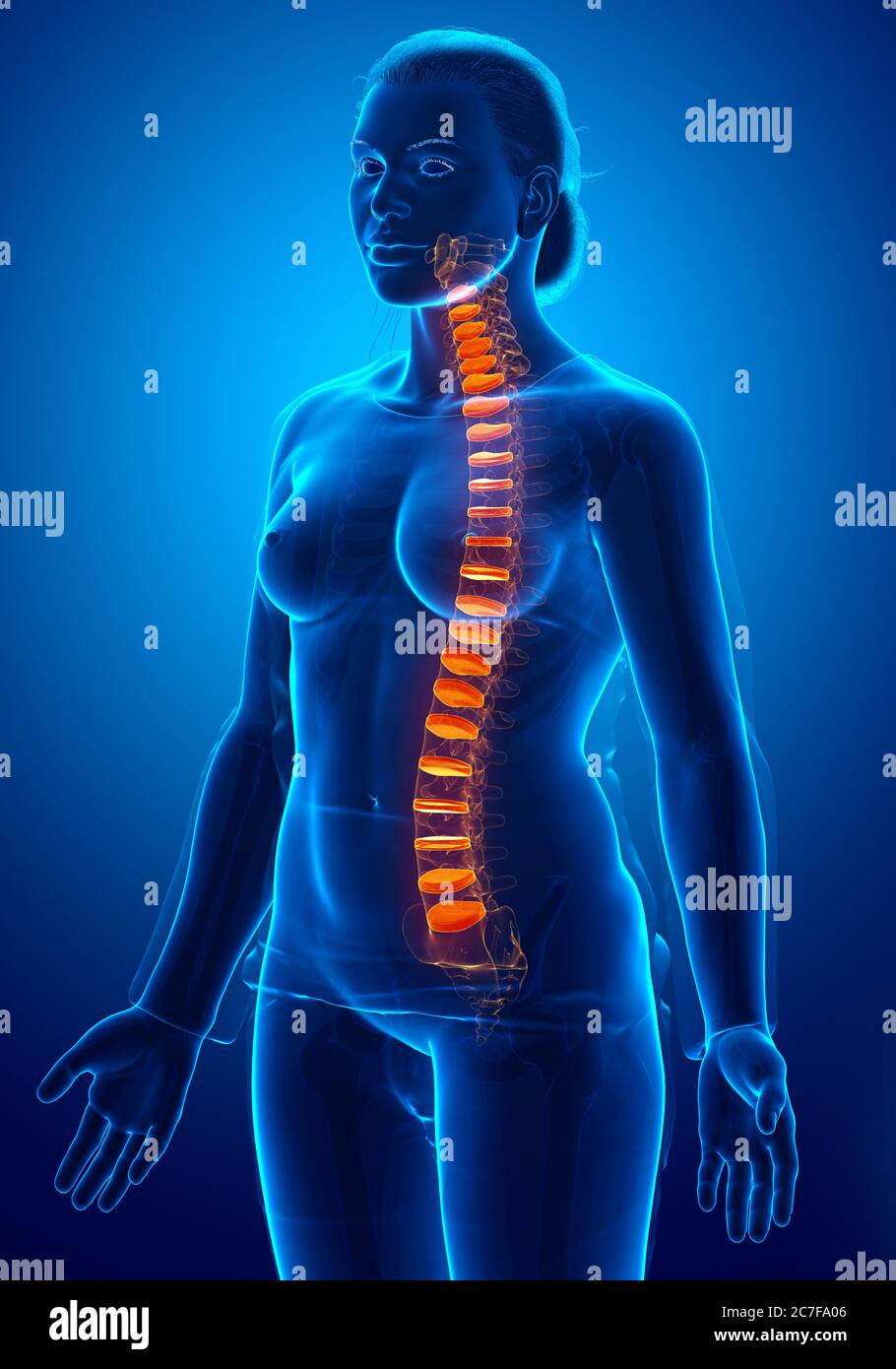 Backbone intervertebral disc anatomy Stock Photo Alamy
