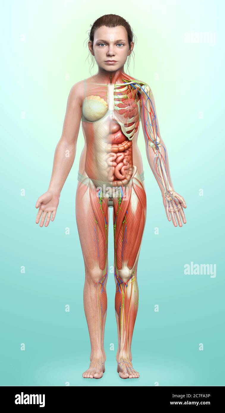 3d rendered medically accurate of the young girl anatomy Stock Photo - Alamy