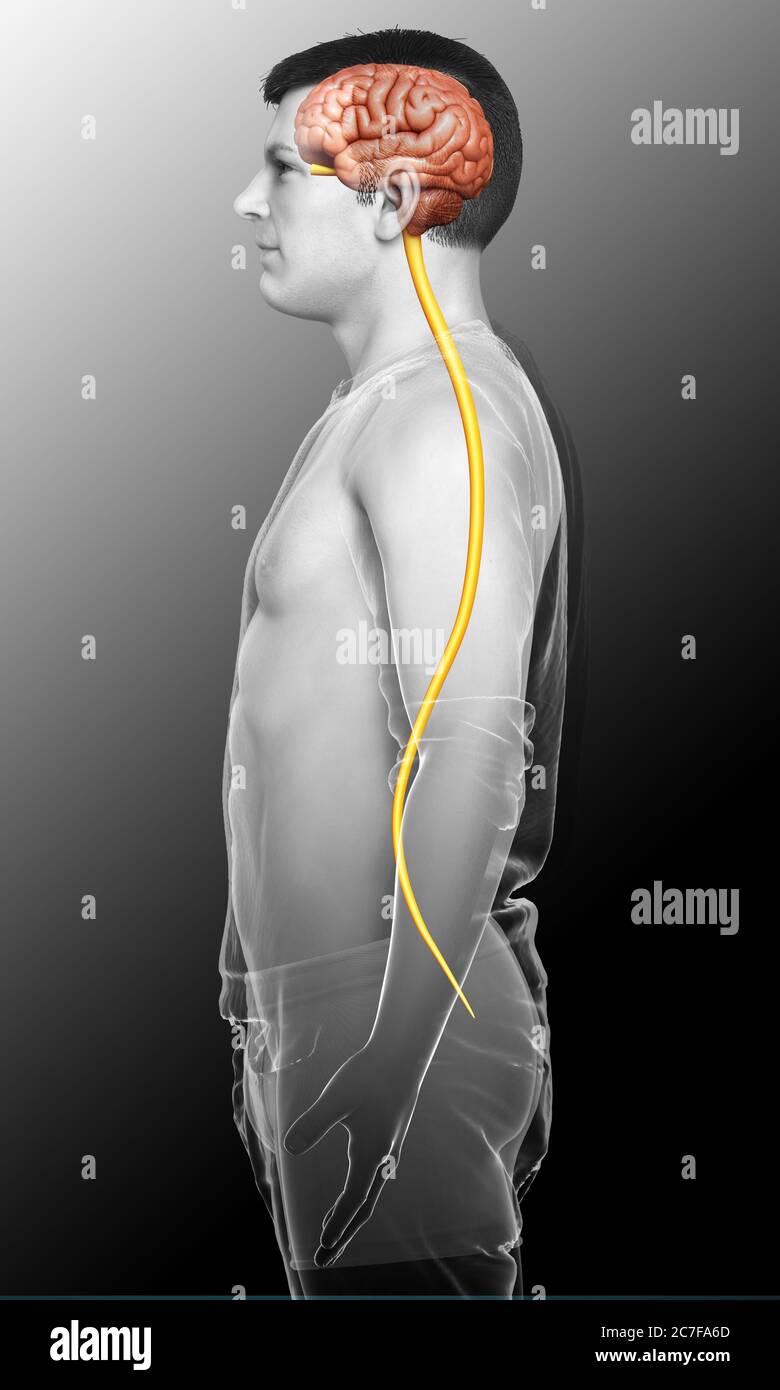 3d rendered medically accurate illustration of a male brain Stock Photo ...