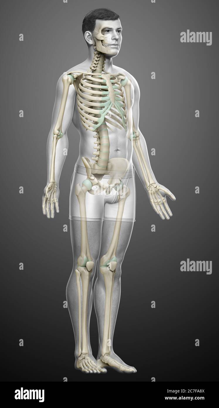 3d rendered, medically accurate illustration of a male skeleton system ...