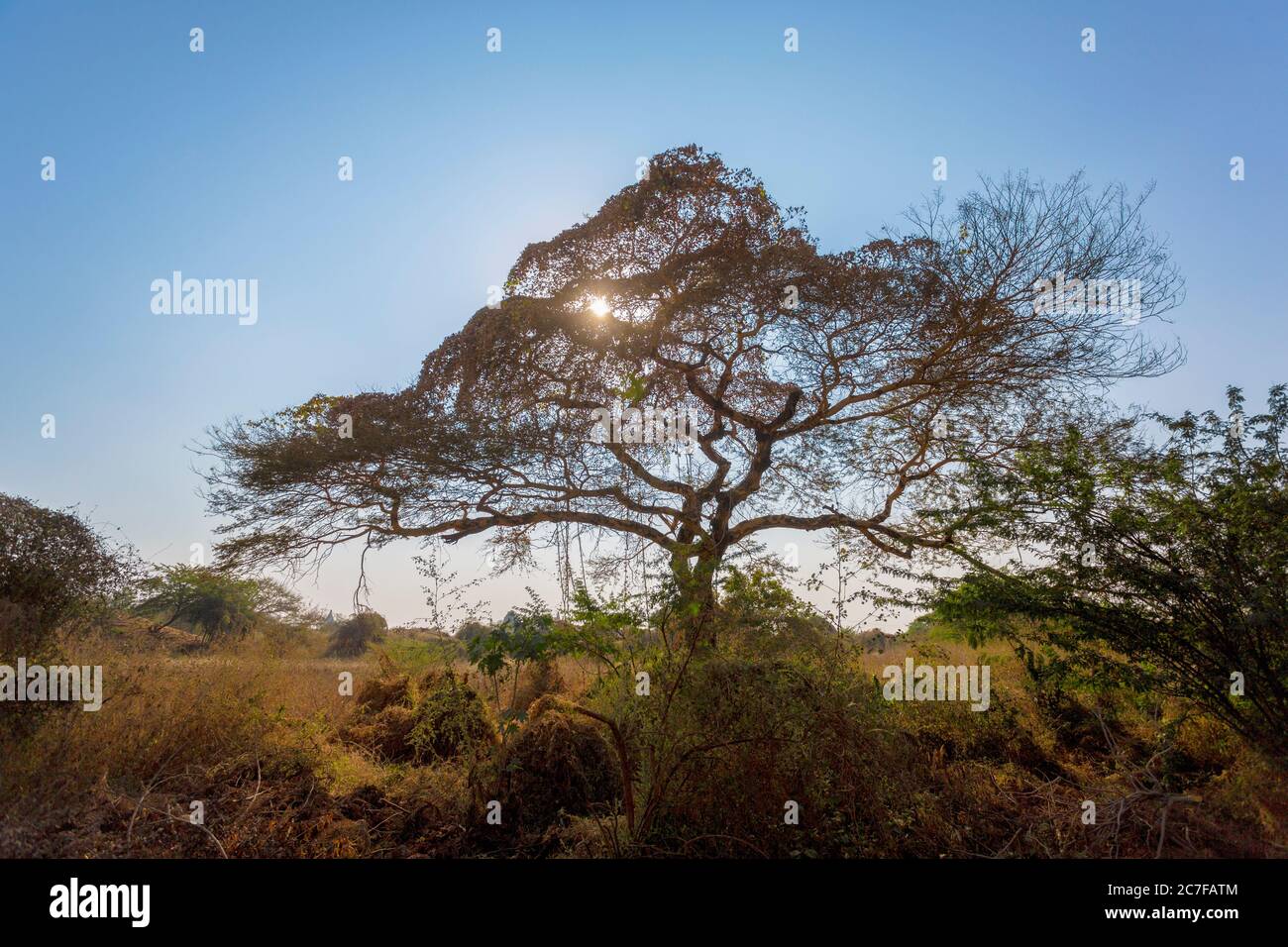 Landscape with the sun setting through tree branches in Mandalay, Myanmar Stock Photo