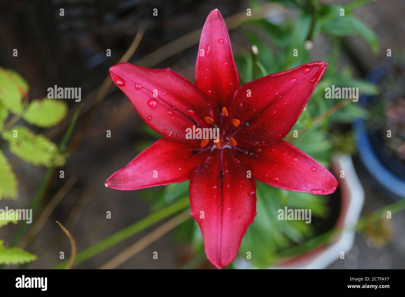 red magenta Lilly  (Lilium bulbiferum) flower with garden background Stock Photo