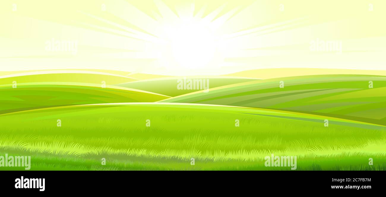 Sunny rural landscape. Vector. Green meadows and fields, grassy hills flooded with bright rays of sunlight. Ripe juicy grass. Summer, spring morning. Stock Vector