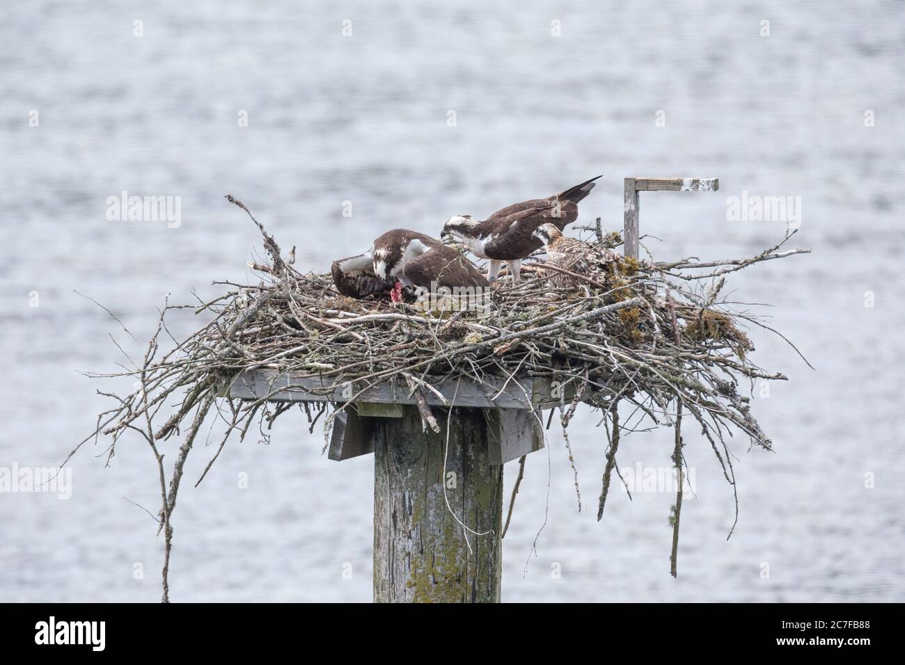 Osprey nest at Pitt Meadows BC Canada Stock Photo