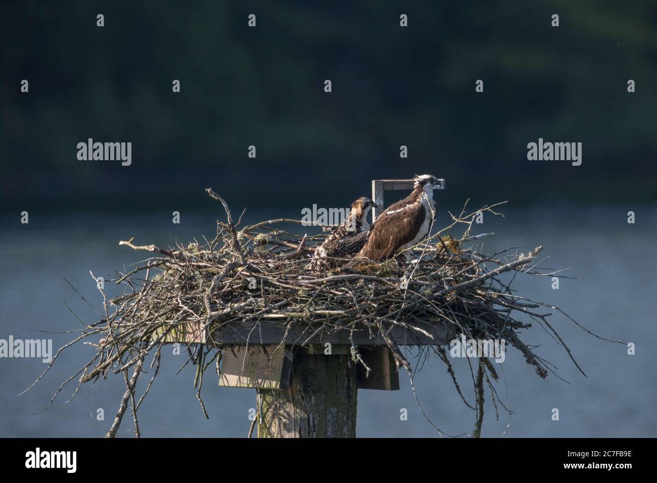 Osprey nest at Pitt Meadows BC Canada Stock Photo