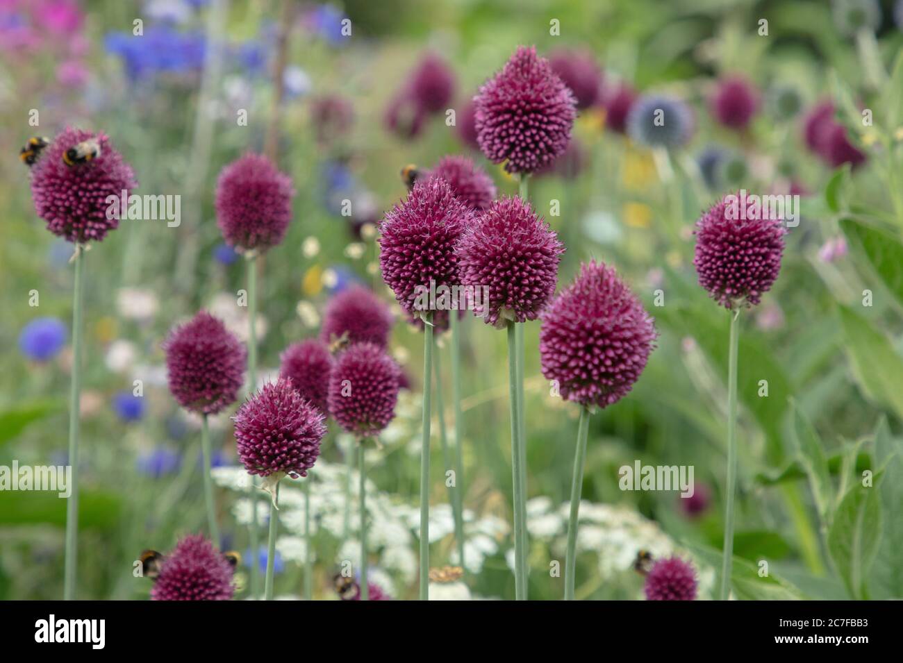 The maroon purple flowering drumsticks or Allium sphaerocephalon seen with other summer flowering plants in the garden in July. Stock Photo