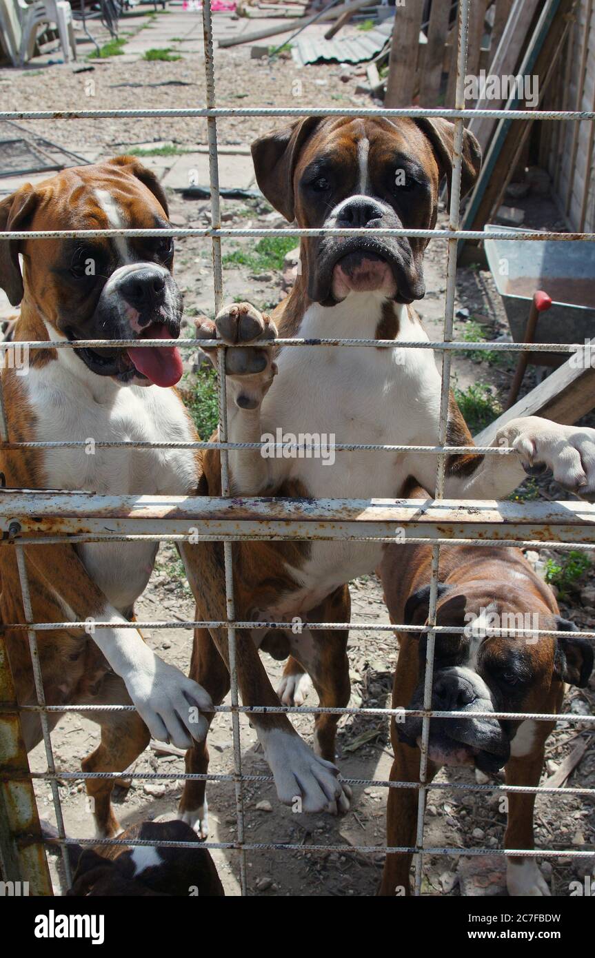 Three excited boxer dogs behind a wire fence in the back yard Stock
