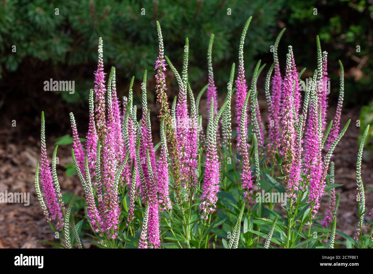 Close up view of pink and purple spike speedwell flower blossoms (veronica spicata) blooming in a sunny garden Stock Photo