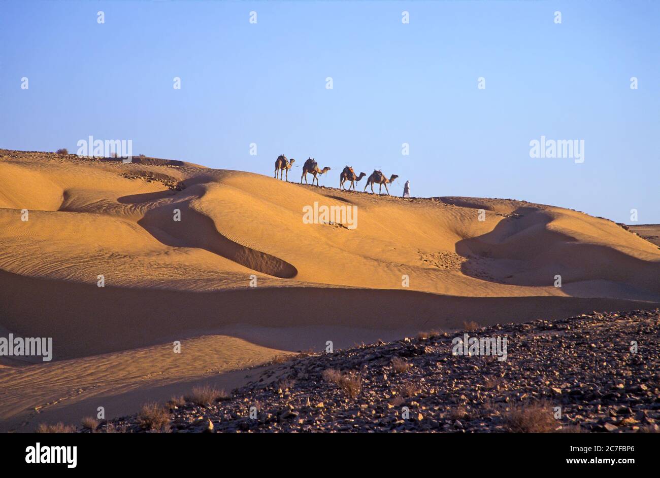 Camel train arab hi-res stock photography and images - Alamy