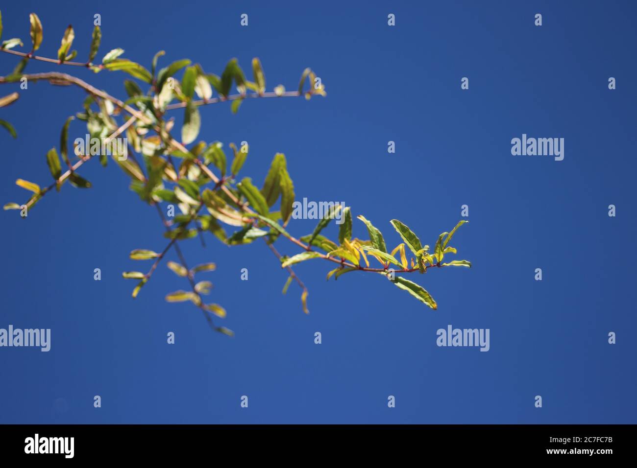 Low angle shot of a tree branch with green leaves under the blue sky ...