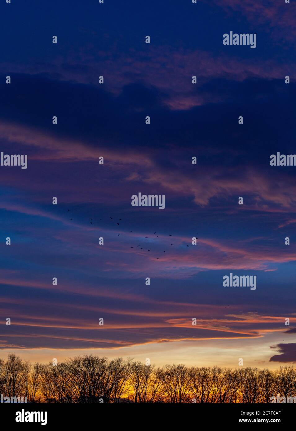 Landscape of tree silhouettes under a cloudy sky during a beautiful ...