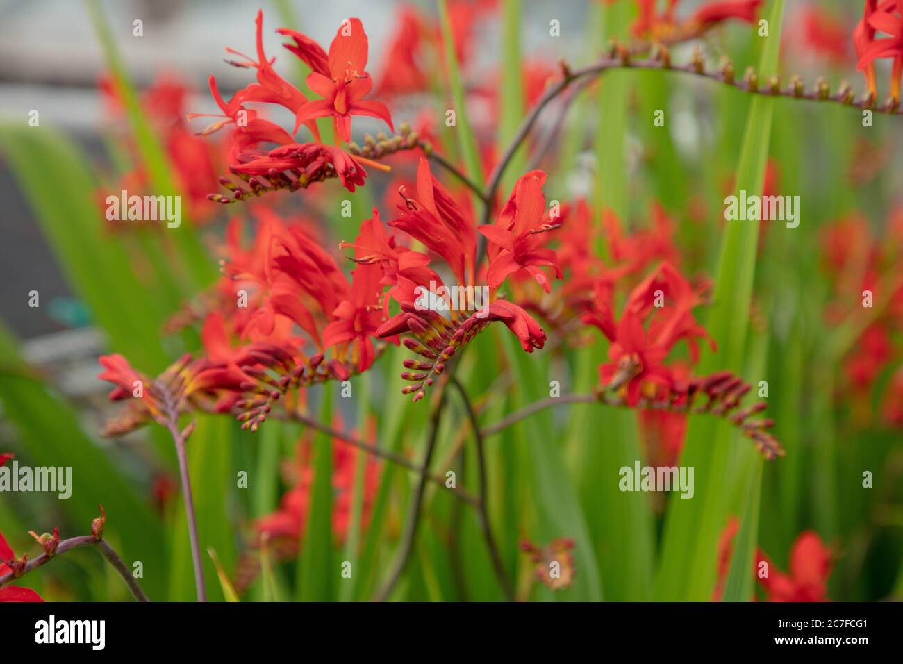 Brilliant flame red flowers of the summer flowering Crocosmia Lucifer seen in the garden. Stock Photo