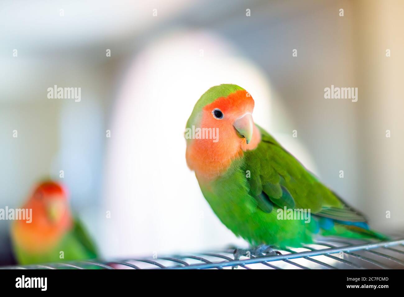 Cute peach-faced lovebird with colorful feathers on a blurred background Stock Photo