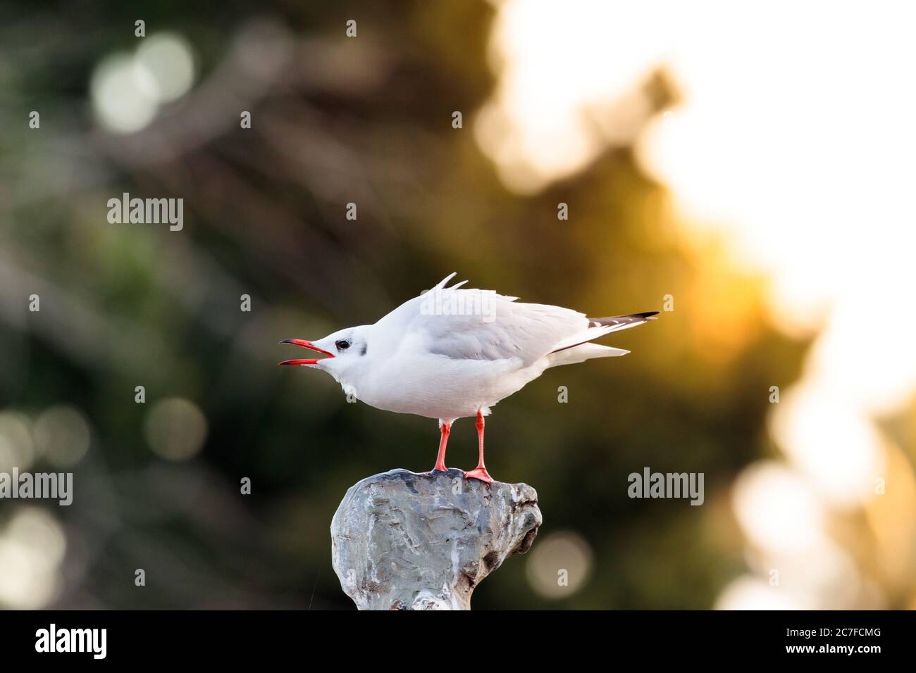 White gull perched on a rock with an open bill on a blurred background Stock Photo