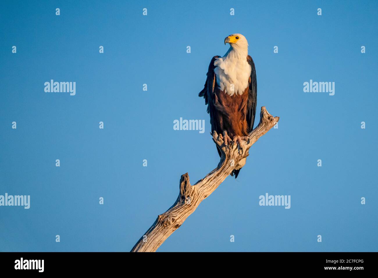 African fish eagle (Haliaeetus vocifer) perched on a tree. with a brilliant blue sky background. This bird is found in sub-Saharan Africa near water. Stock Photo