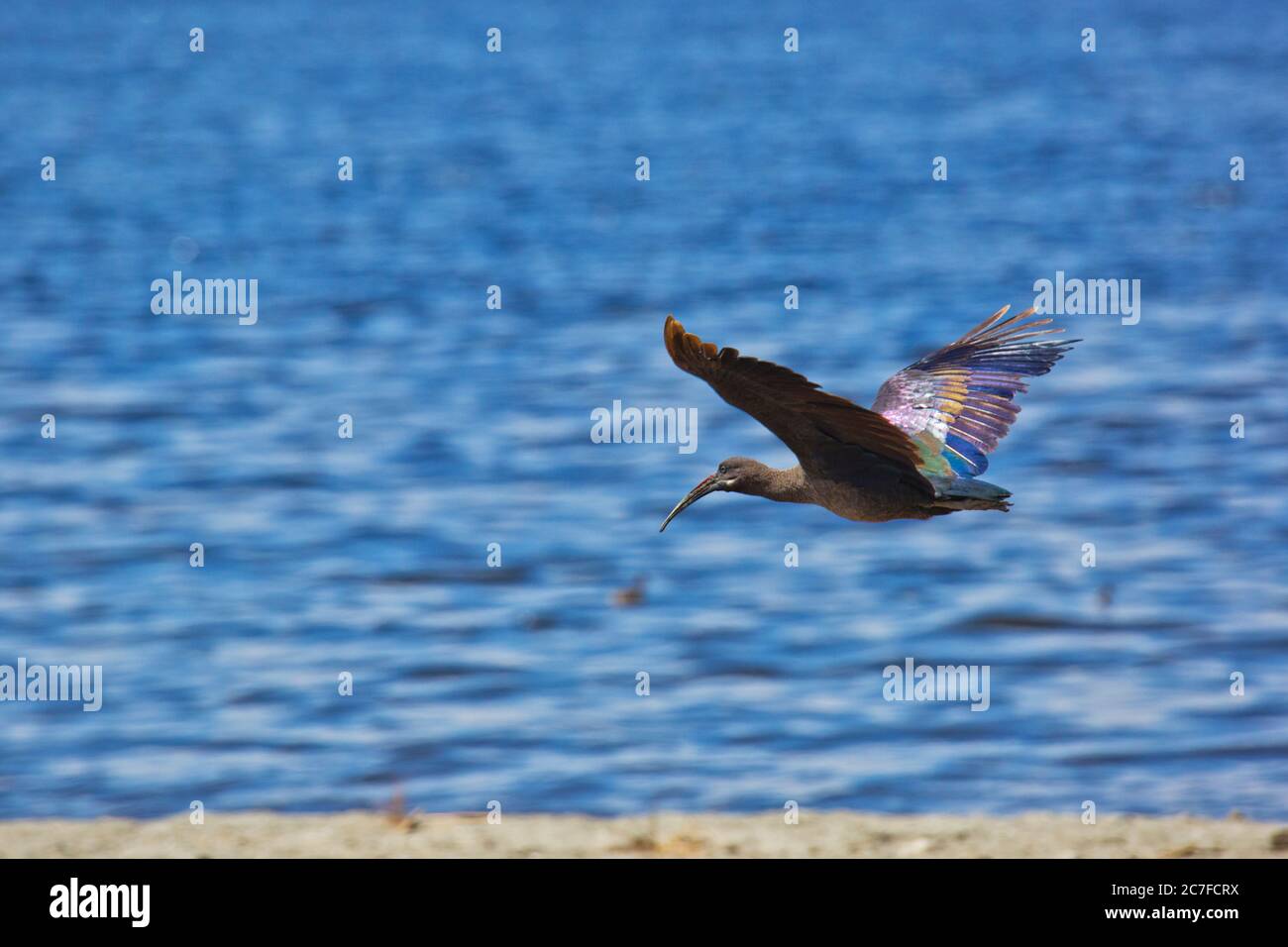 Hadeda ibis (Bostrychia hagedash) in flight. This is a wading bird with long legs, a long neck and a long bill for feeding on insects, crustaceans, sp Stock Photo