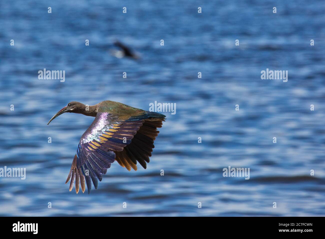 Hadeda ibis (Bostrychia hagedash) in flight. This is a wading bird with long legs, a long neck and a long bill for feeding on insects, crustaceans, sp Stock Photo