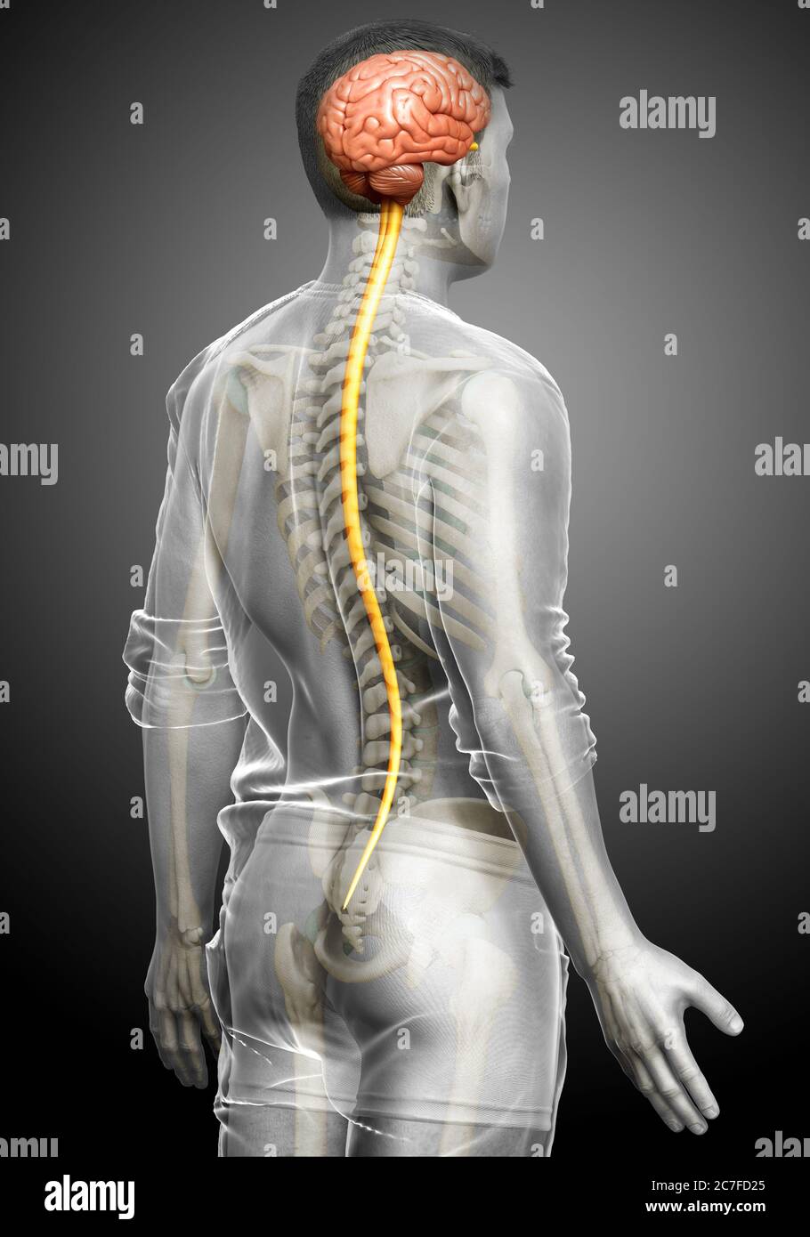 3d rendered medically accurate illustration of a male brain Stock Photo ...