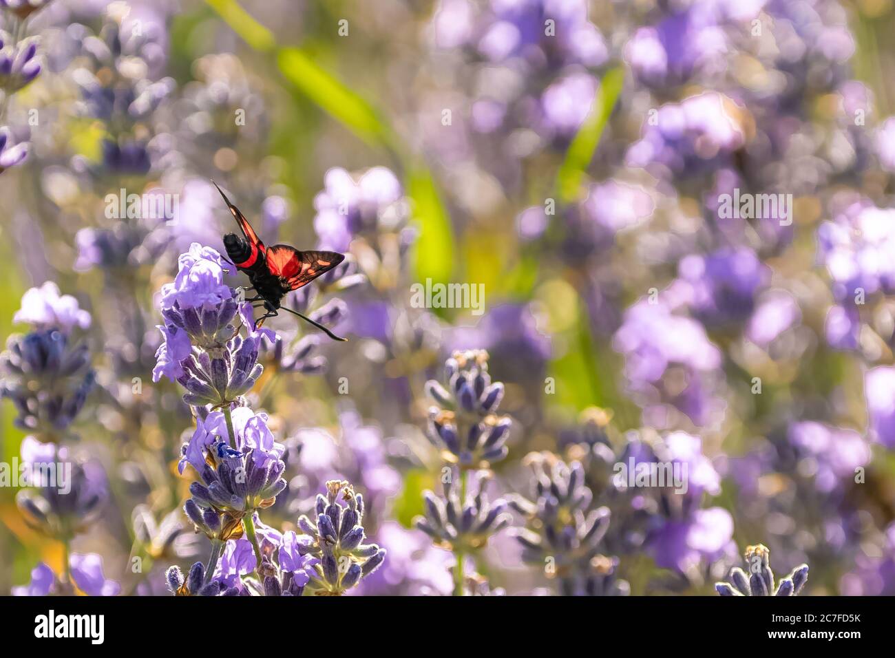 six-spot burnet, Zygaena filipendulae, beautiful butterfly eating on lavender flowers Stock Photo