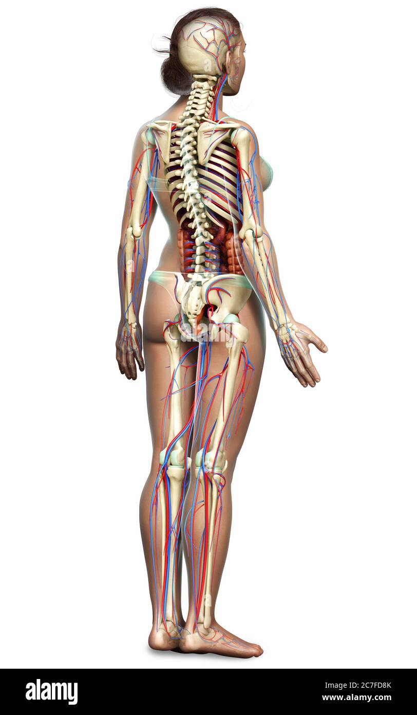 3d Rendered Medically Accurate Illustration Of Female Internal Organs Skeleton And Circulatory System Stock Photo Alamy