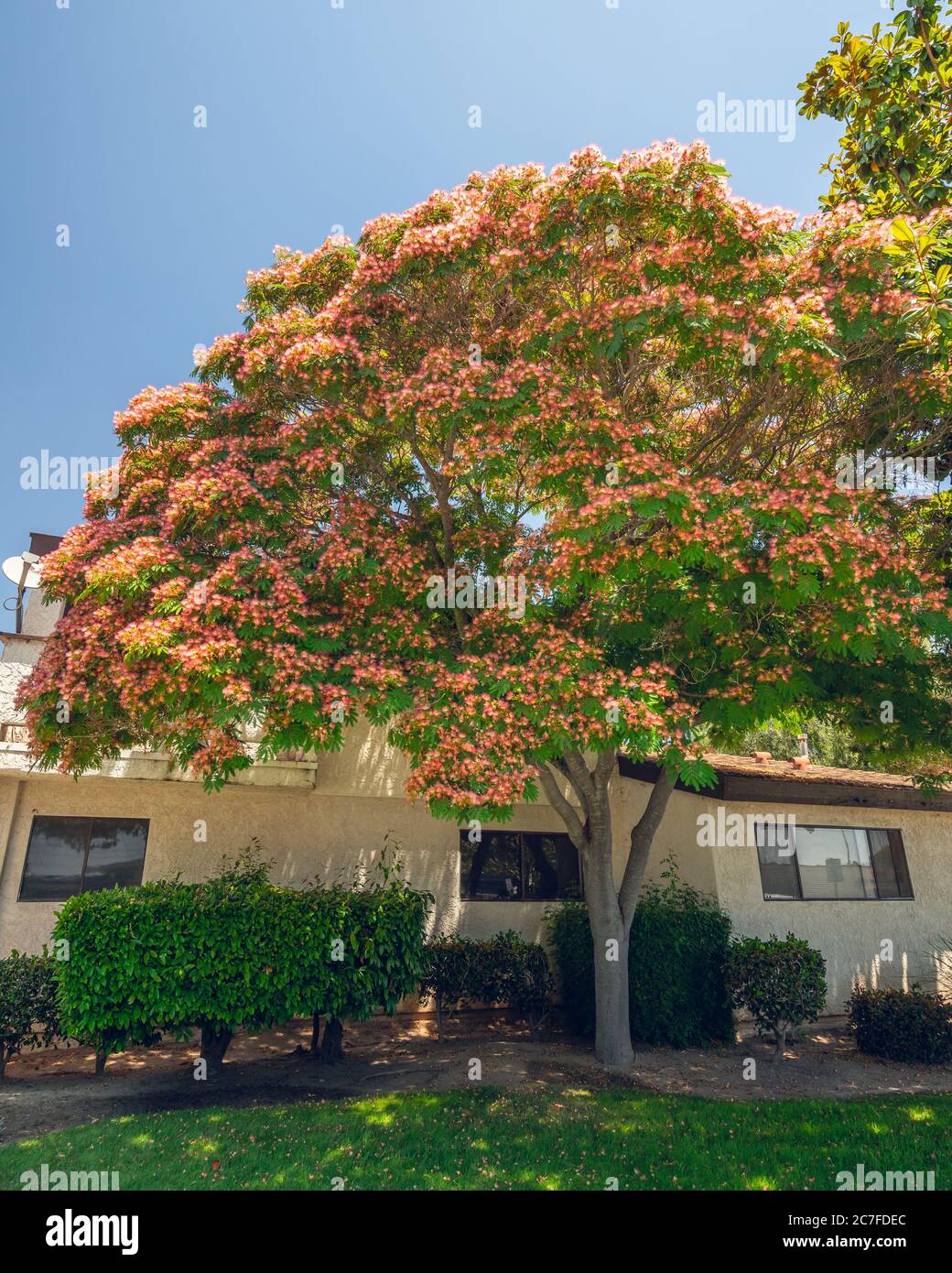 Persian Silk Tree Or Pink Silk Tree Albizia Julibrissin Evergreen Tree With Beautiful Pink Flowers A Popular Ornamental Tree In The Home Landscape Stock Photo Alamy
