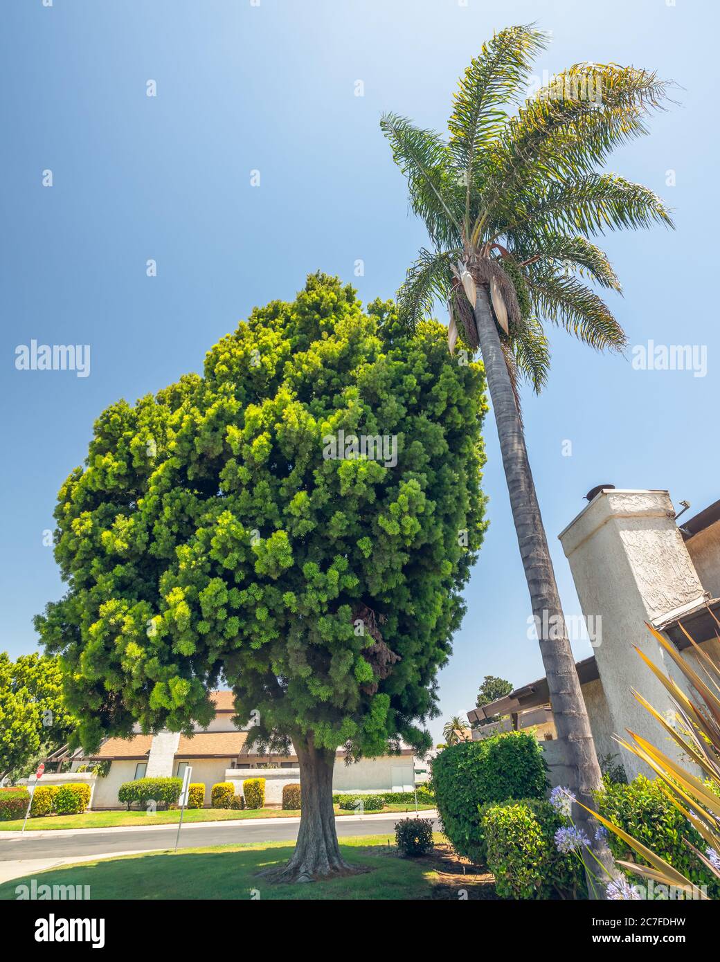 Palm tree and Podocarpus tree, an evergreen trees on the street in California Stock Photo