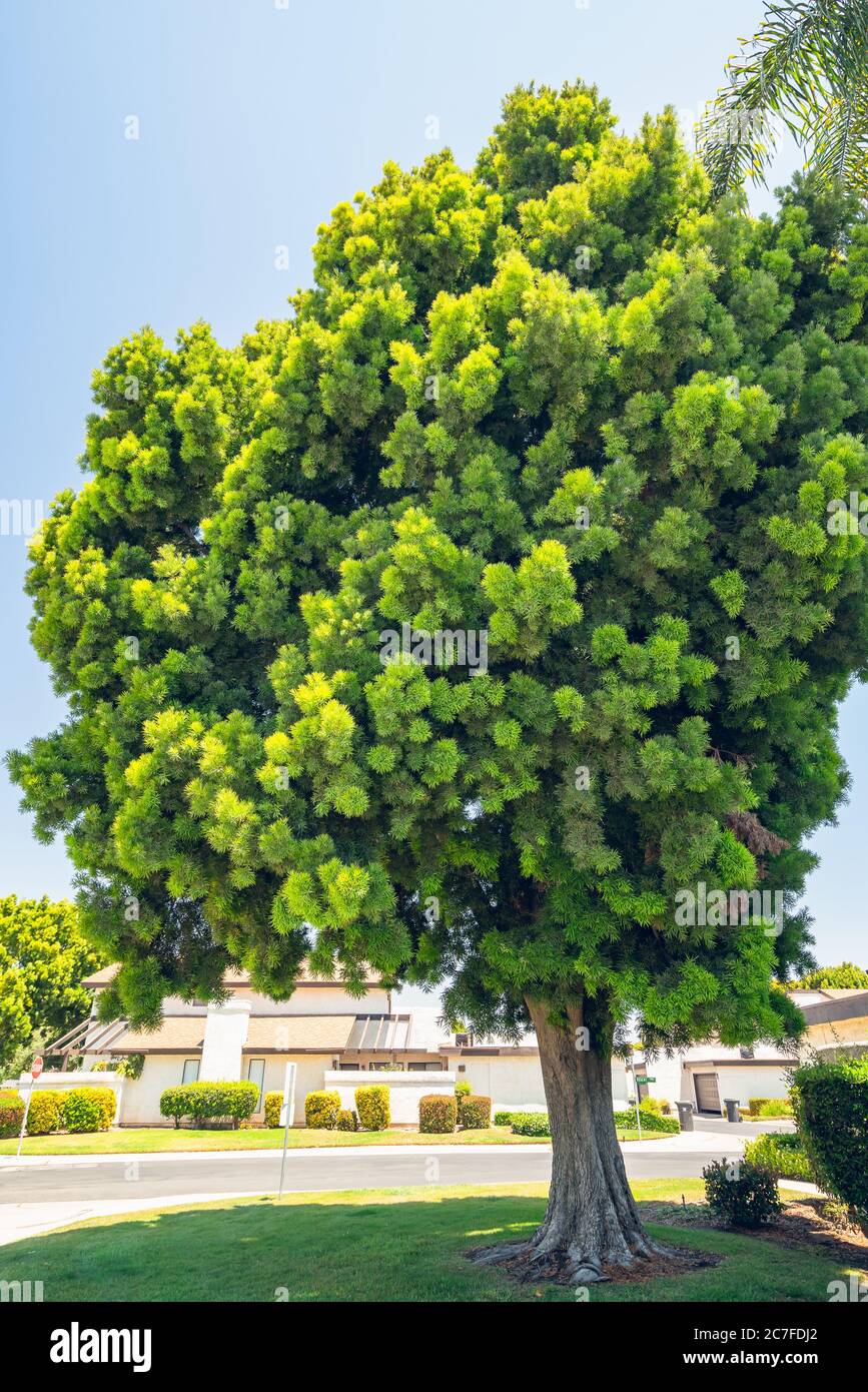Podocarpus tree, a beautiful tall evergreen tree on the street in