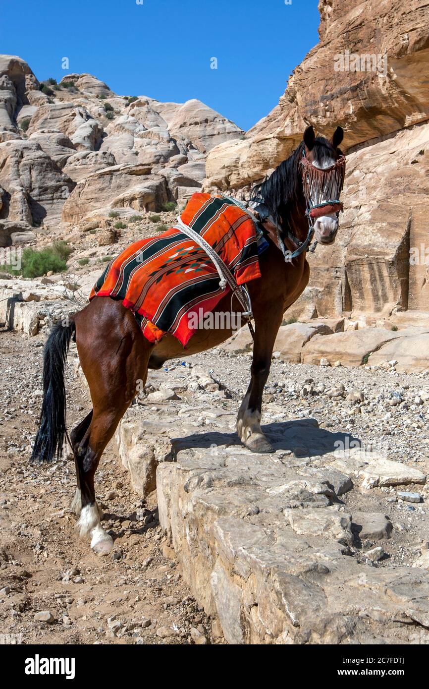 A horse dressed with a colourful blanket waits near the entrance to Petra in Jordan to carry tourists through the ancient site. Stock Photo
