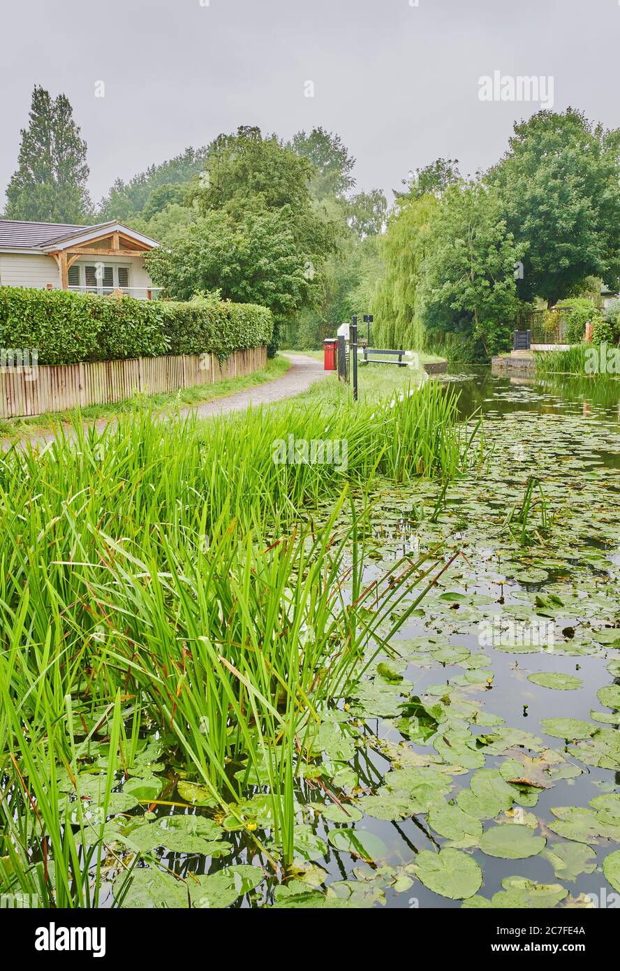 Water reeds and lilies beside the towpath at the Market Harborough Arm of the Grand Union Canal on a dreary, rainy, summer day. Stock Photo