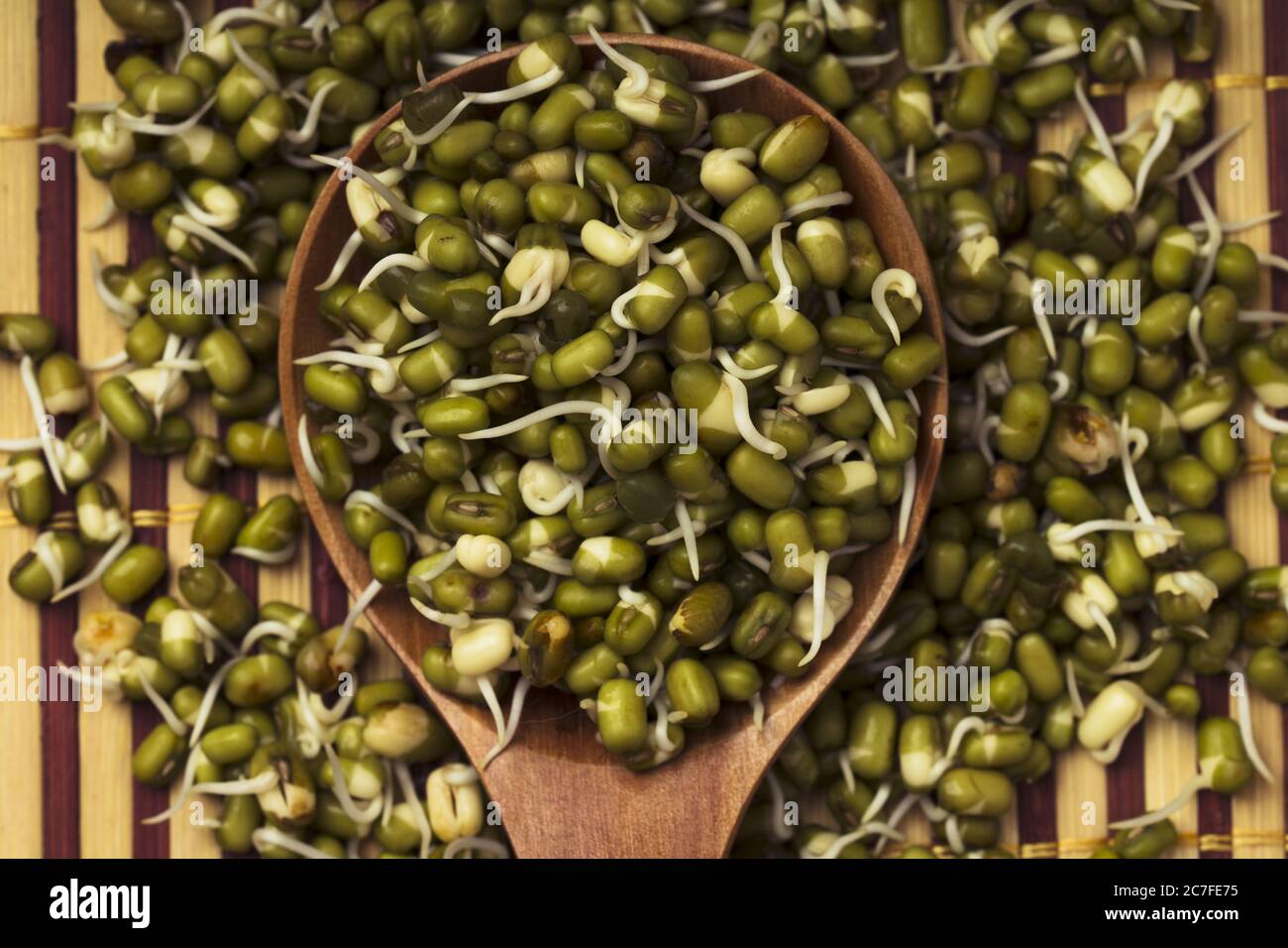 Sprouted Mung Beans. Fresh sprouts of bean seeds. Stock Photo