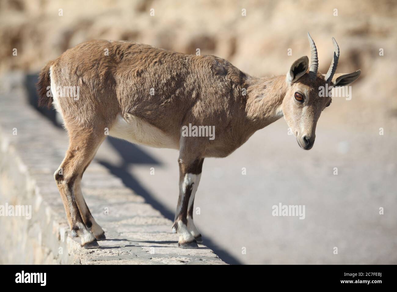 juvenile Nubian Ibex (Capra ibex nubiana). Photographed at Mitzpe Ramon, Negev, Israel in November Stock Photo
