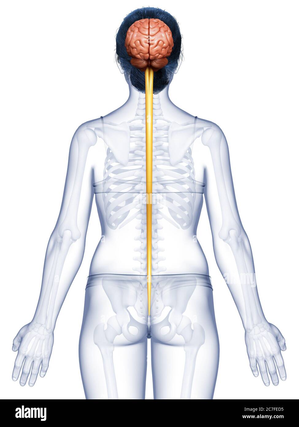 3d rendered medically accurate illustration of the brain Stock Photo ...