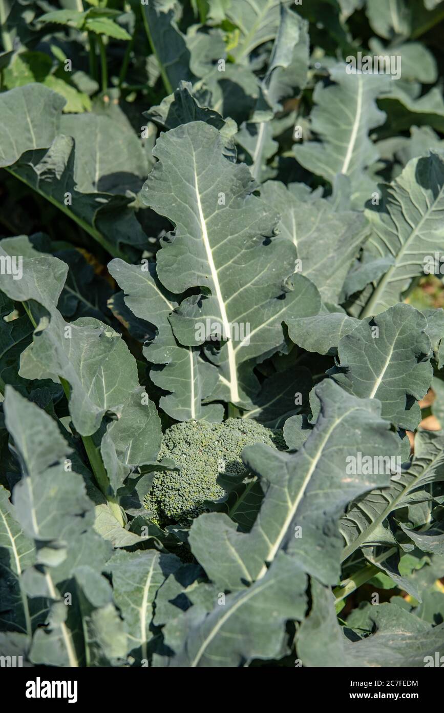 broccoli (Brassica oleracea) plants grow in an Agricultural field. Photographed in Israel in