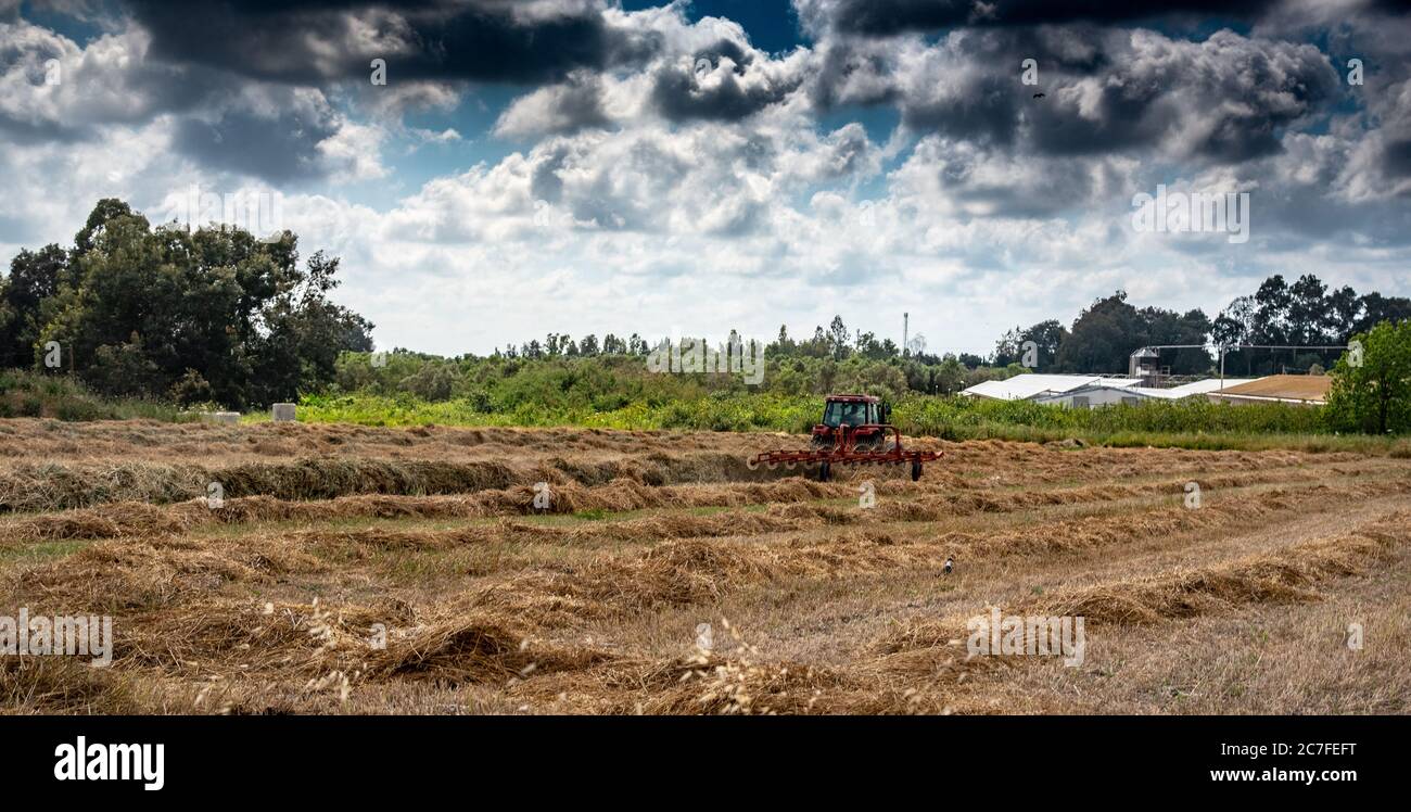 Panorama of a Farmer on a tractor is turning hay for better drying before bailing Stock Photo