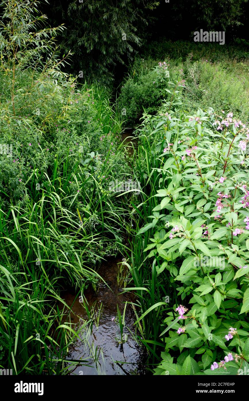 The Gog Brook at Stratford Road, Warwick, Warwickshire, England, UK Stock Photo