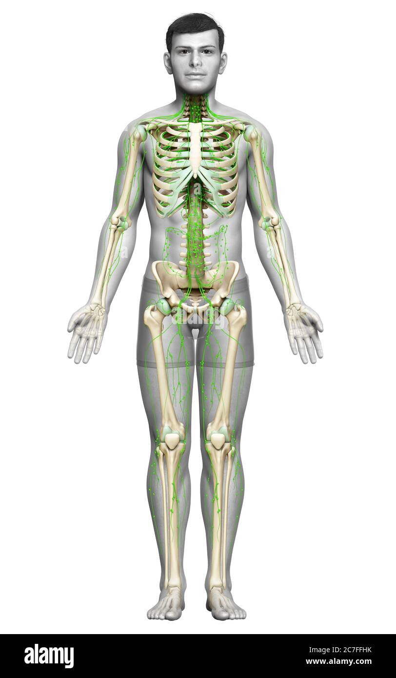 3d rendered medically accurate illustration of a male lymphatic system ...