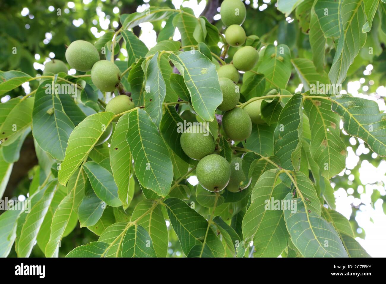 The green fruit of walnut leaves on a tree Stock Photo - Alamy