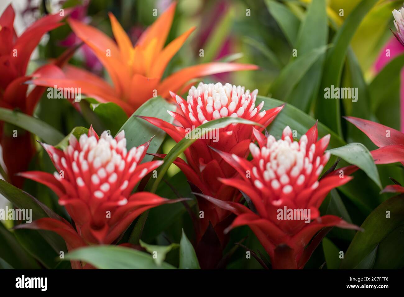 The Red Markle Bromeliaceae Guzmania flower from the heart of the Brazilian rainforest Stock Photo