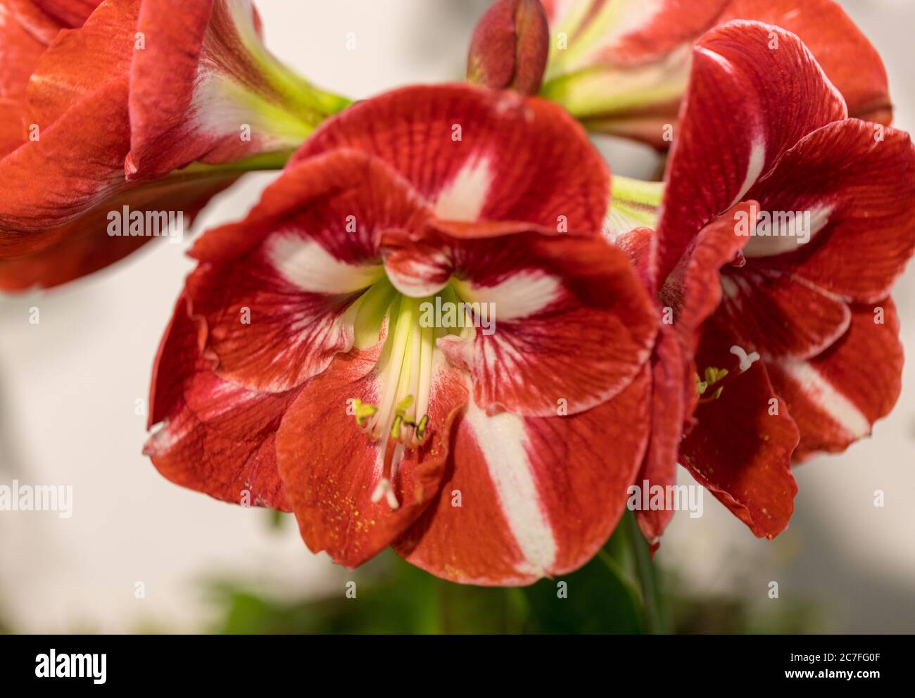 Amarylis flower, full bloom in a tropical botanical garden. Hippeastrum Amarylli Stock Photo