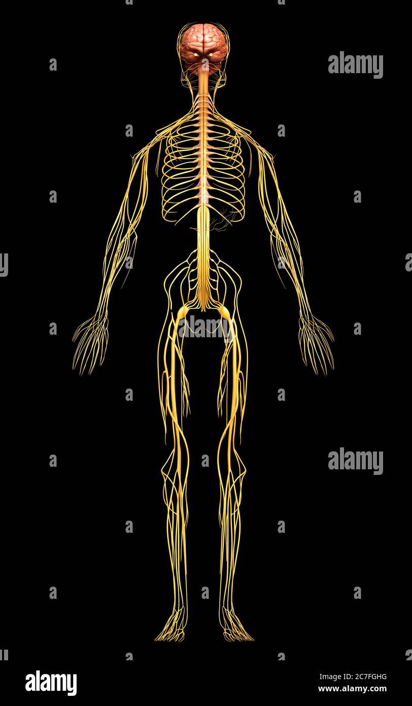 3d rendered medically accurate illustration of the nervous system Stock ...