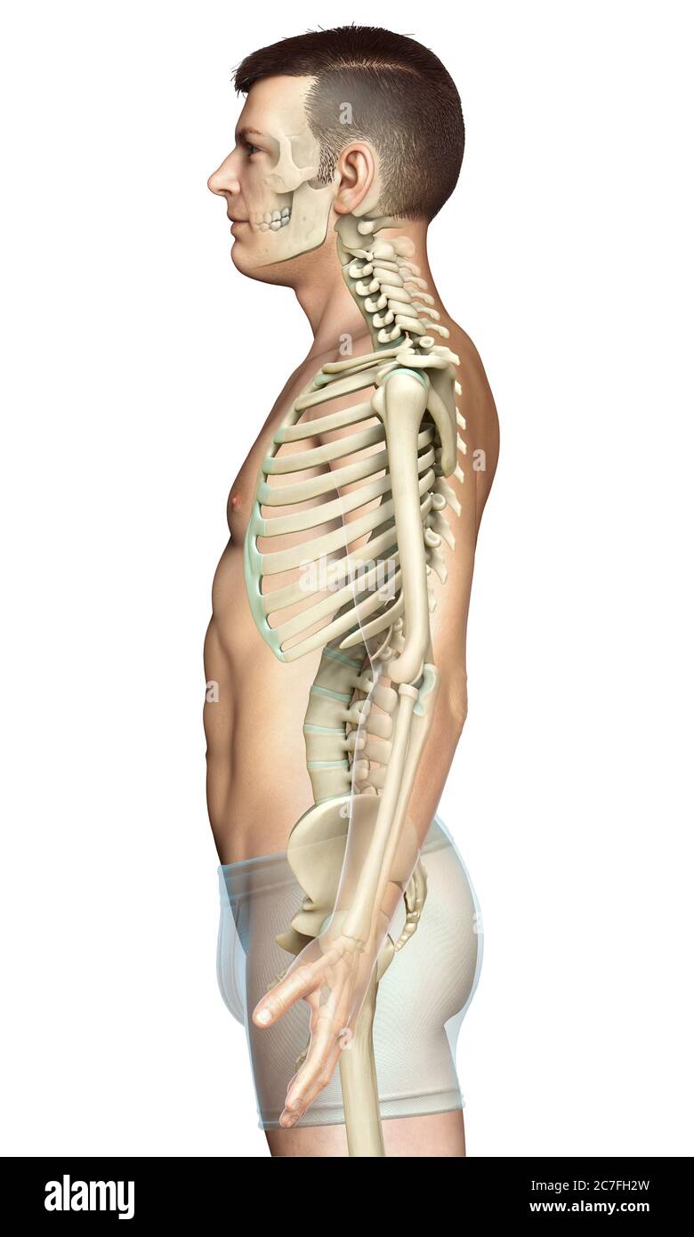 3d rendered, medically accurate illustration of a male skeleton system ...