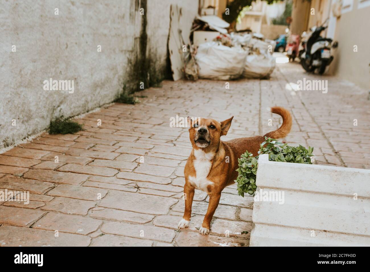 Barking protectionist dog hidden behind the white flowerpot in the morning street of Zakynthos town in Greece Stock Photo